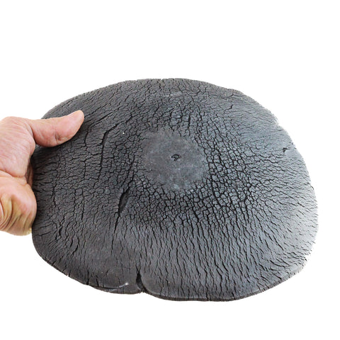 Earth Plate